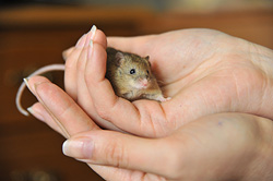 История мышки Фроси