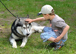 Четырехлапые модели