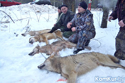 В Бобруйском регионе идет охота на волков