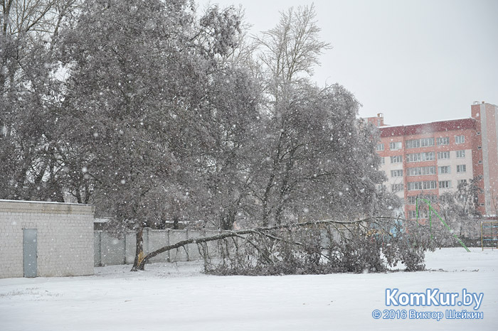 Циклон «Даниелла»: во дворе школы в Бобруйске упало дерево