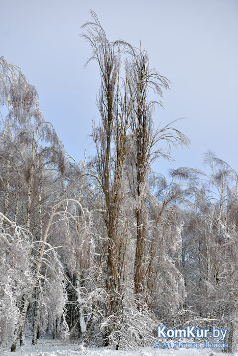 Бобруйский лес после циклона «Эмма». Фоторепортаж