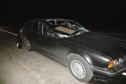 Лось выбежал на дорогу в Бобруйском районе: два человека пострадали в ДТП