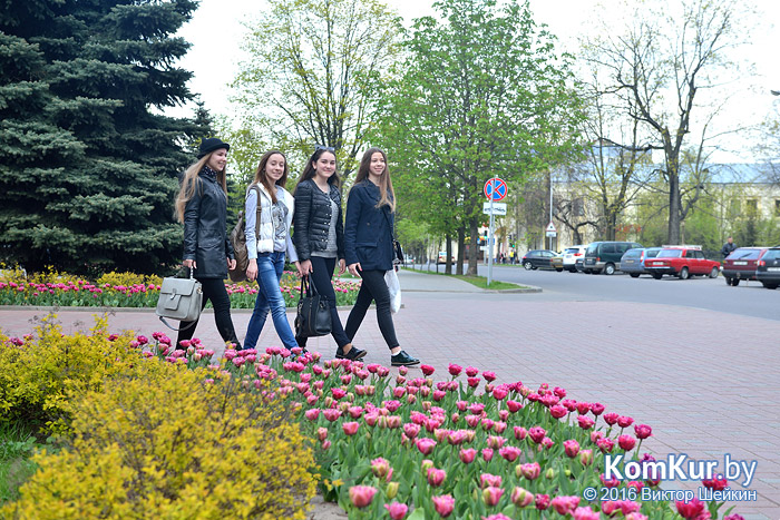 Улицы Бобруйска украсят более полумиллиона цветов