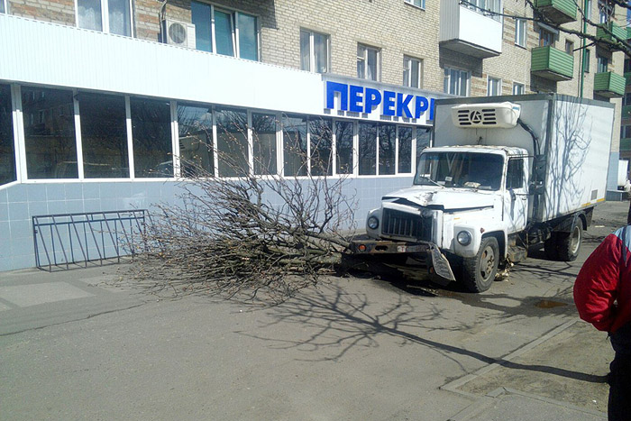 В Бобруйске «газон» снес два дерева