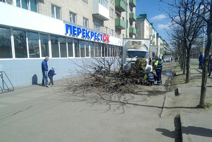 В Бобруйске «газон» снес два дерева