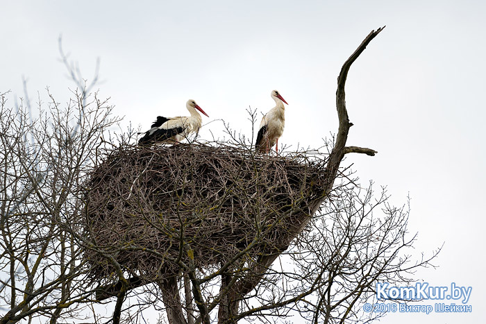 Чернобыль. 30 лет спустя
