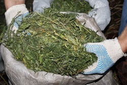 У бобруйчанина изъяли 1,5 кг невысушенной марихуаны