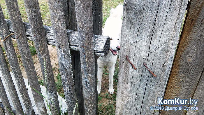Затерянные в бобруйских лесах, или Хуторяне 21-го века