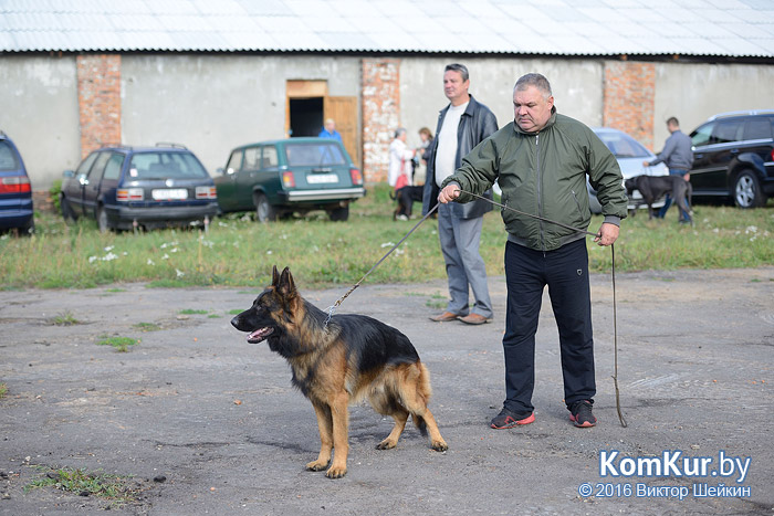 Республиканская выставка собак прошла в Бобруйске. Фоторепортаж