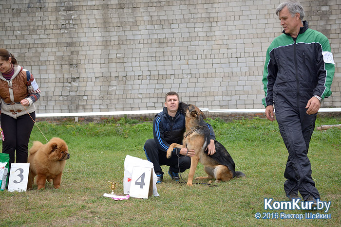 Республиканская выставка собак прошла в Бобруйске. Фоторепортаж