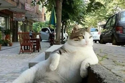 В Стамбуле установили скульптуру в память о самом ленивом в мире коте