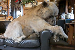В русской семье живёт огромный медведь (ВИДЕО)