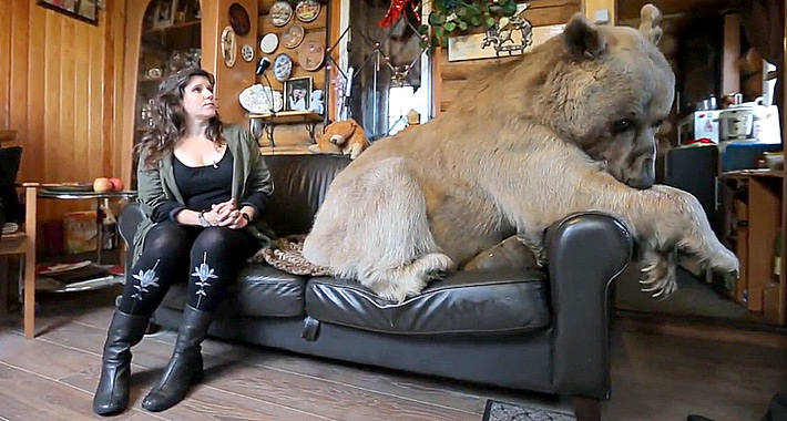 В русской семье живёт огромный медведь