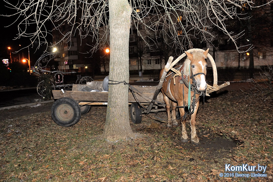 Как бобруйчане лошадь спасали