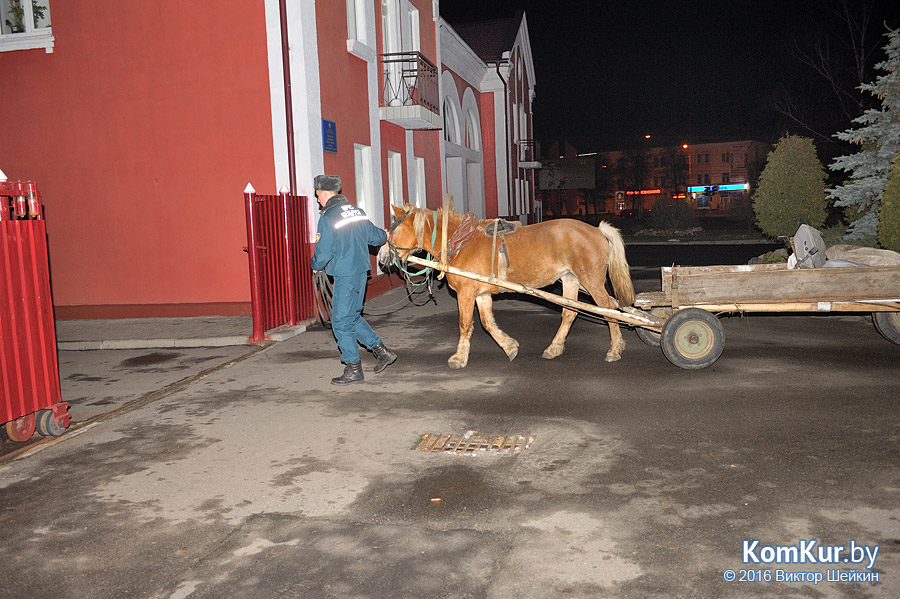 Как бобруйчане лошадь спасали