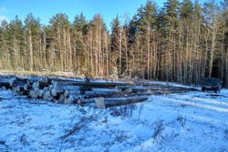 В Бобруйском лесхозе пресекли незаконную вырубку деловой древесины под видом санитарной рубки 