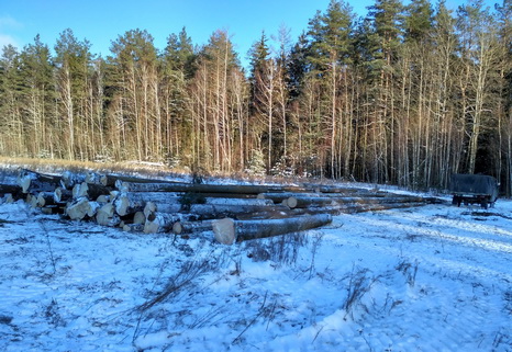 В Бобруйском лесхозе пресекли незаконную вырубку деловой древесины под видом санитарной рубки 