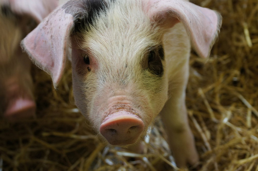 Беларусь запретила ввоз свинины из 5 регионов России