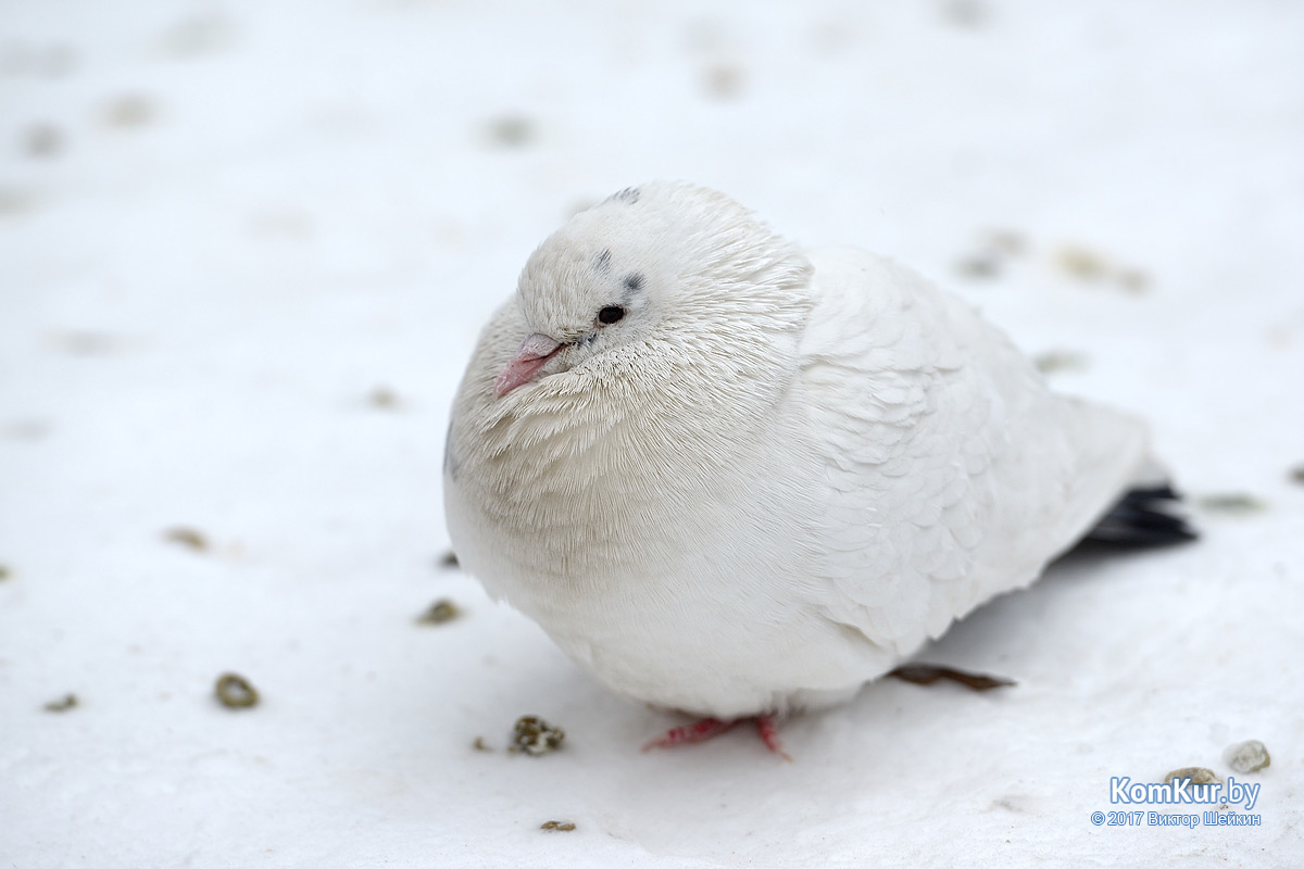 Мороз и голуби