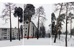 Деревья в Бобруйске атакует короед!