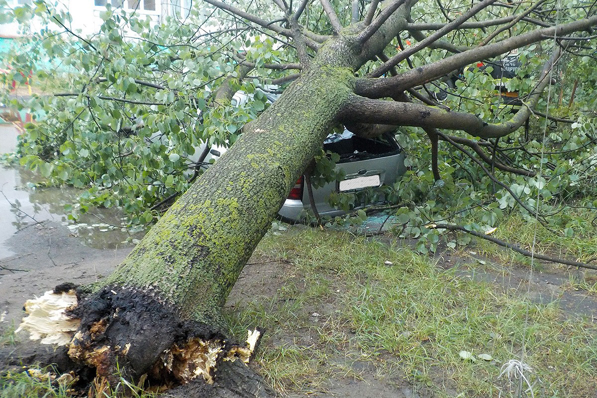 В Бобруйске упавшее дерево придавило автомобиль
