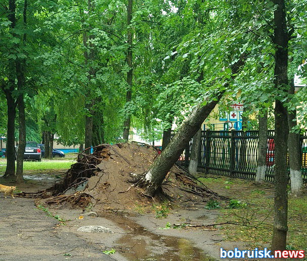 Промчавшаяся по Бобруйску в четверг, 27 июня, дождевая буря в прямом смысле наломала дров.