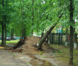 Буря в Бобруйске вырывала деревья с корнем (добавлены фото за пятницу)