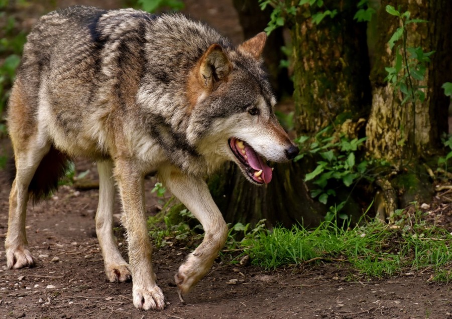 В Витебске ловят волка: милиция дежурит в городе круглосуточно