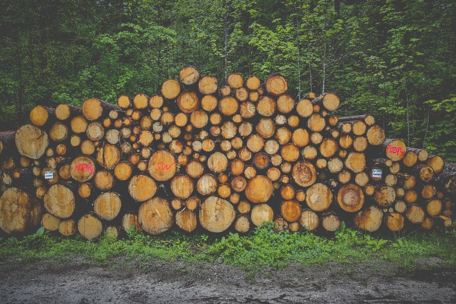 Госконтроль выявил факты нецелевого использования лесоматериалов в Бобруйском и Кобринском лесхозах. Возместить придется в трехкратном размере