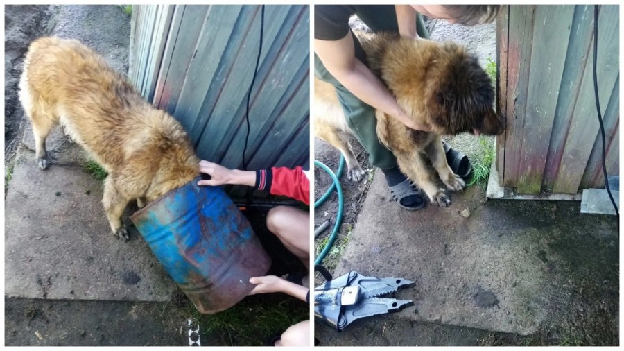 «Ни одно животное не пострадало». Под Бобруйском и в Кировске спасатели вызволили собак из железного плена