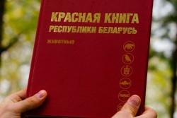 Медведь, рысь, барсук – кого могут исключить из Красной книги Беларуси