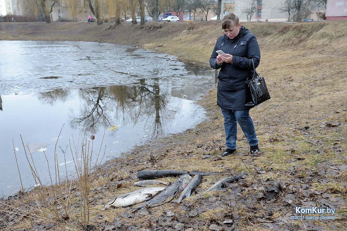 На озерах в центре Бобруйска случился мор рыбы