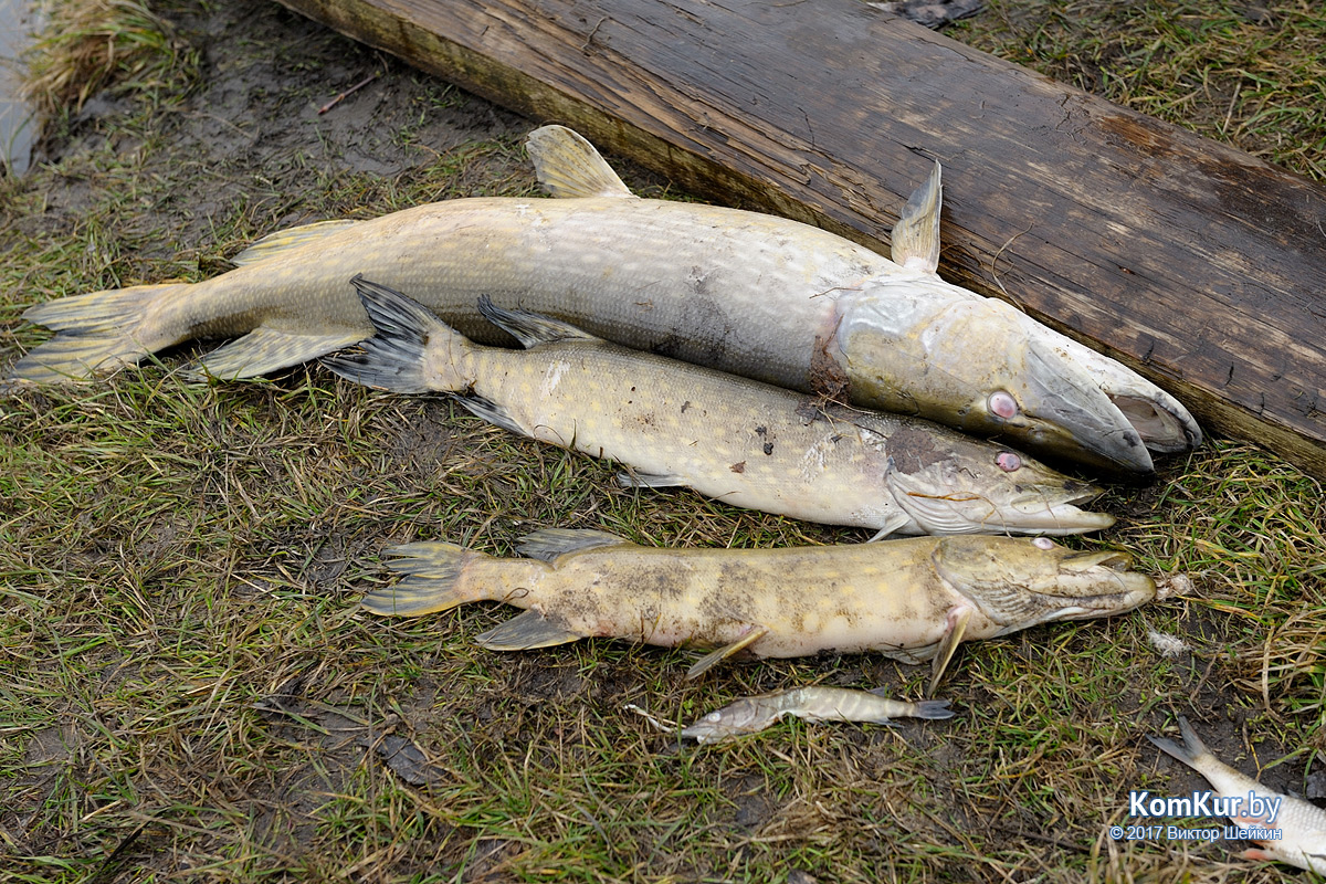 На озерах в центре Бобруйска случился мор рыбы
