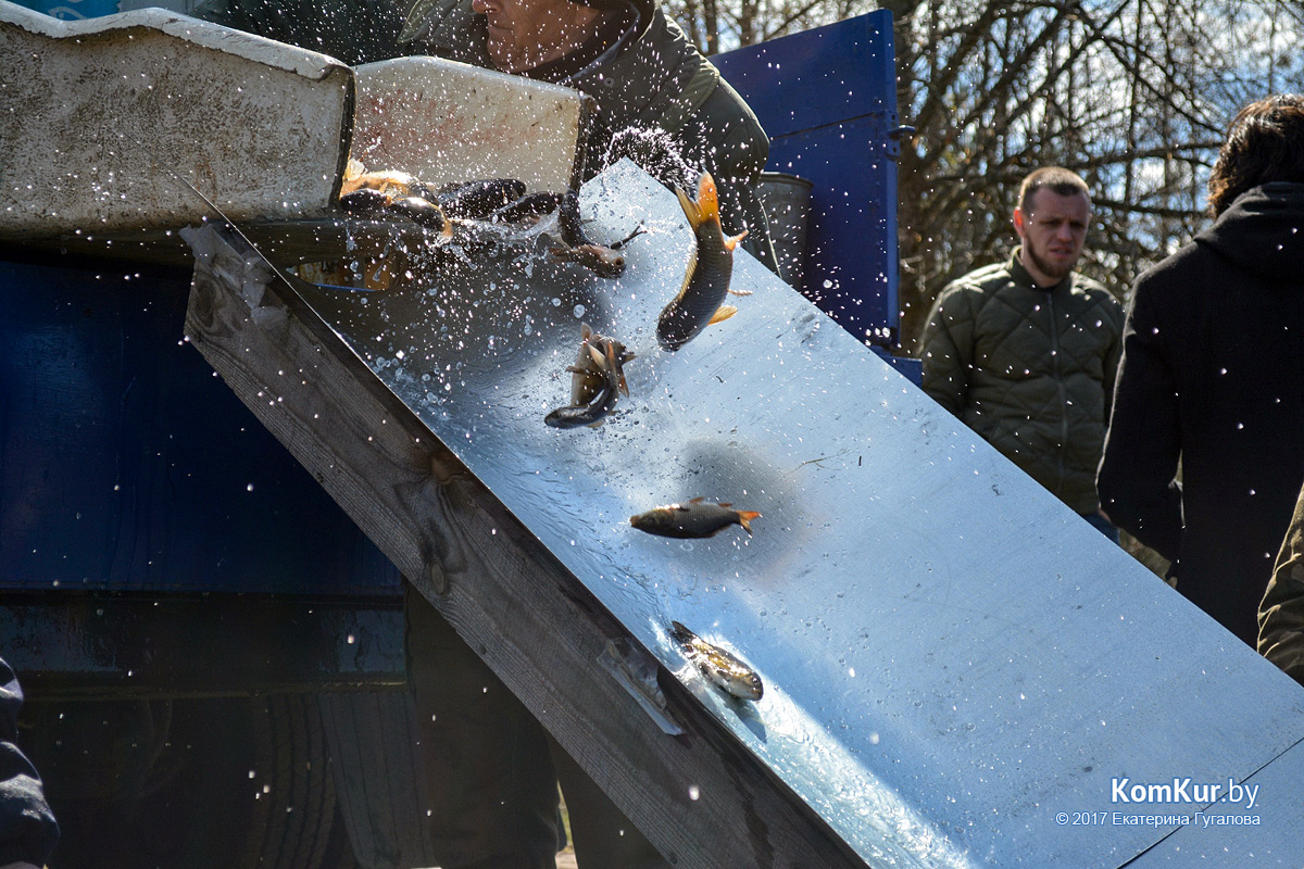 В пруд Тарасово под Бобруйском запустили карпов