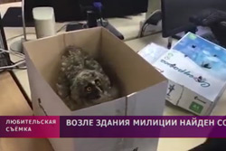 Видео. Возле здания милиции в Бобруйске нашли совенка
