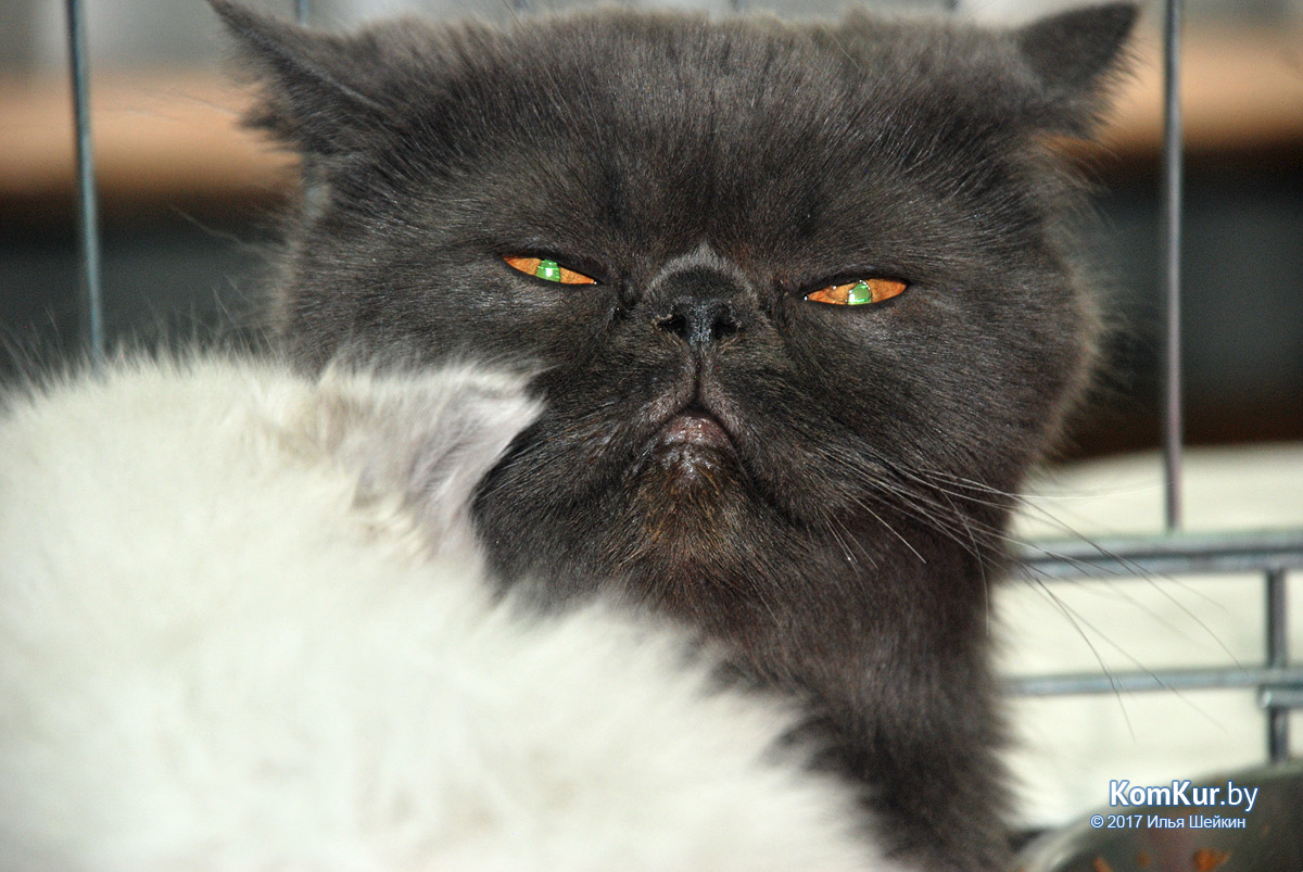 От мэйн-куна до сфинкса – в бобруйском музее