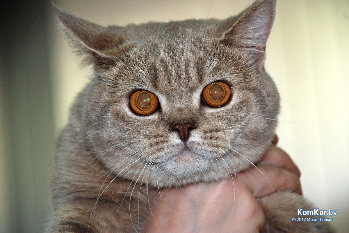 От мэйн-куна до сфинкса – в бобруйском музее