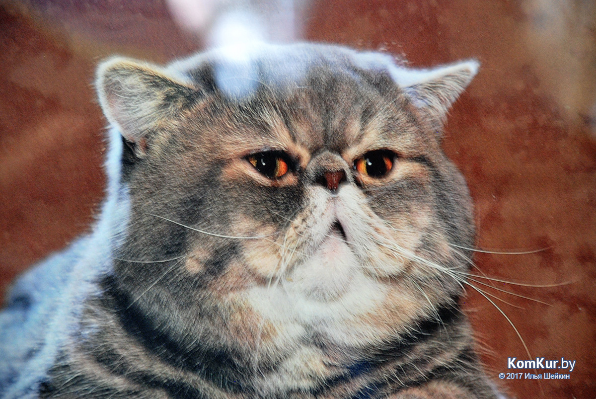 От мэйн-куна до сфинкса – в бобруйском музее