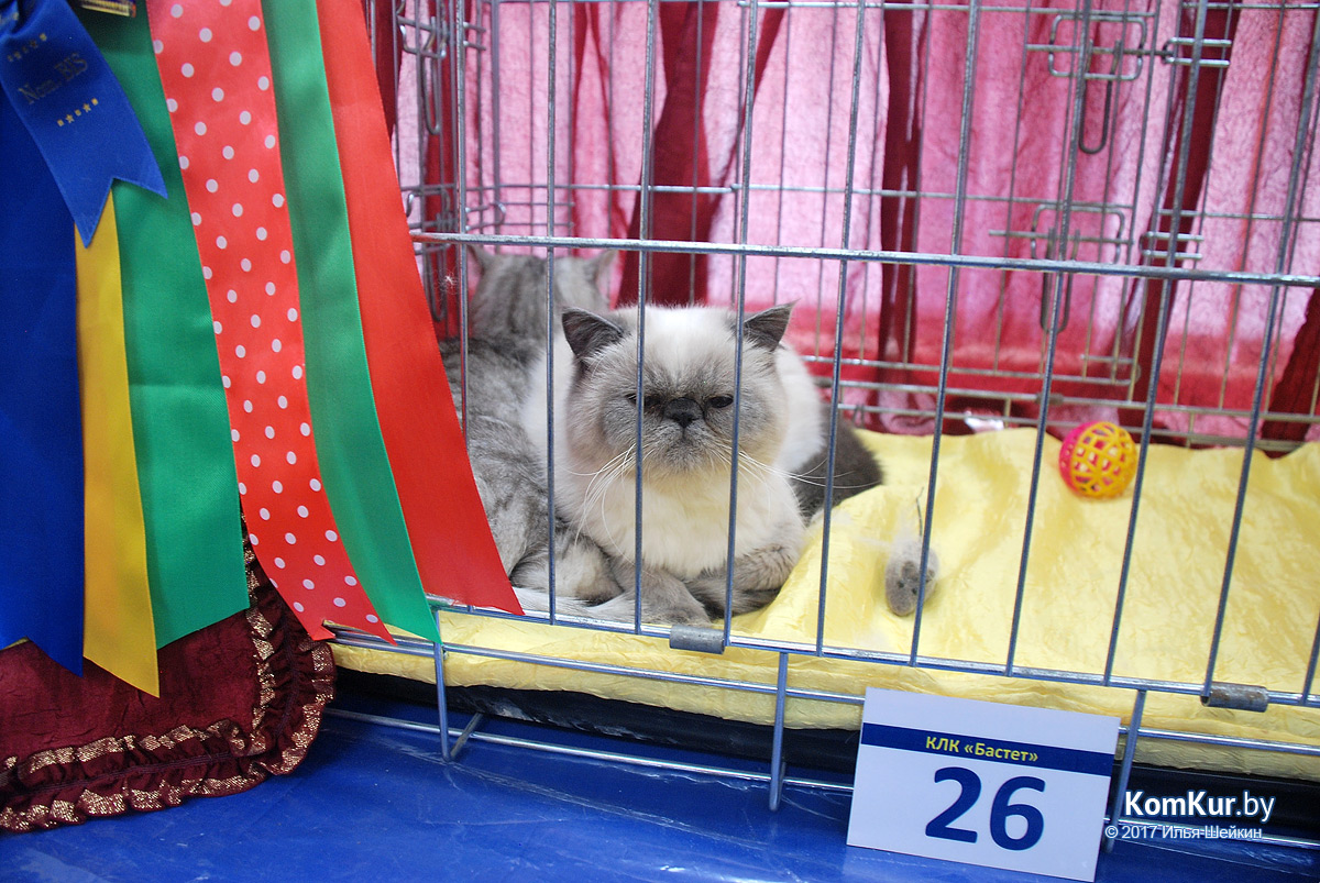 От мэйн-куна до сфинкса – в бобруйском музее