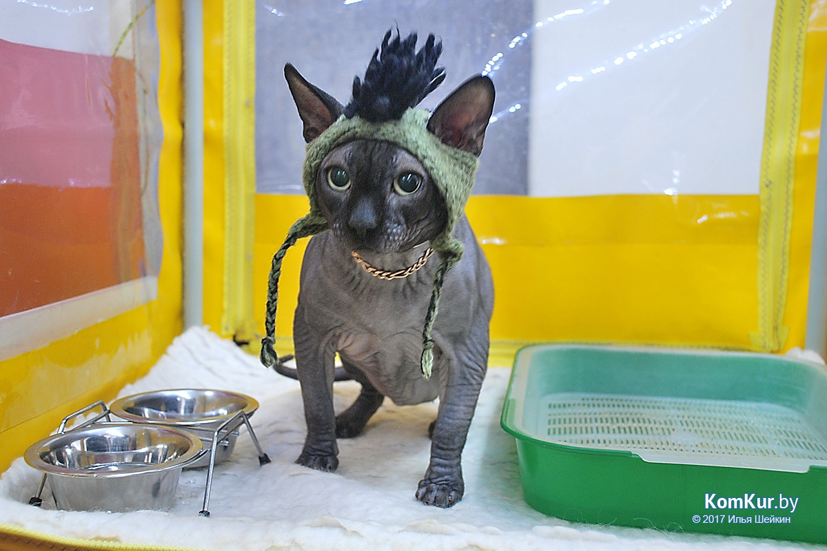 От мэйн-куна до сфинкса – в бобруйском музее