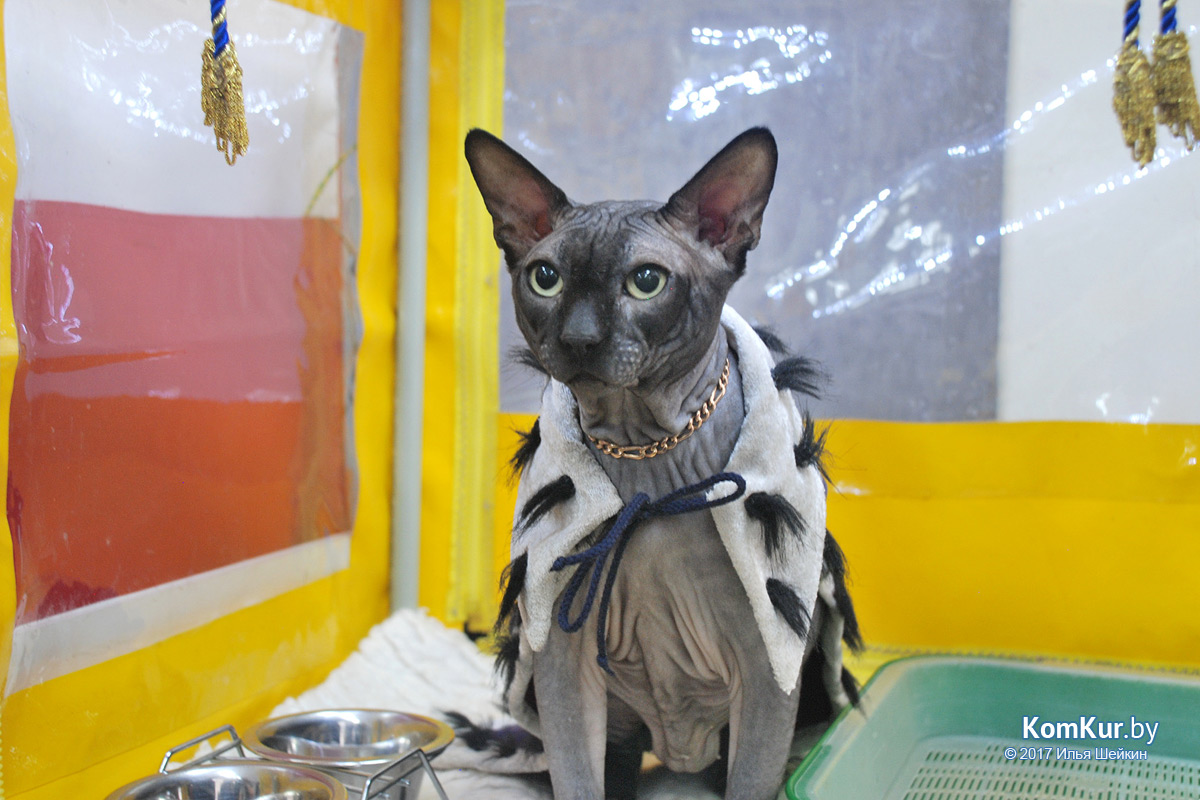 От мэйн-куна до сфинкса – в бобруйском музее