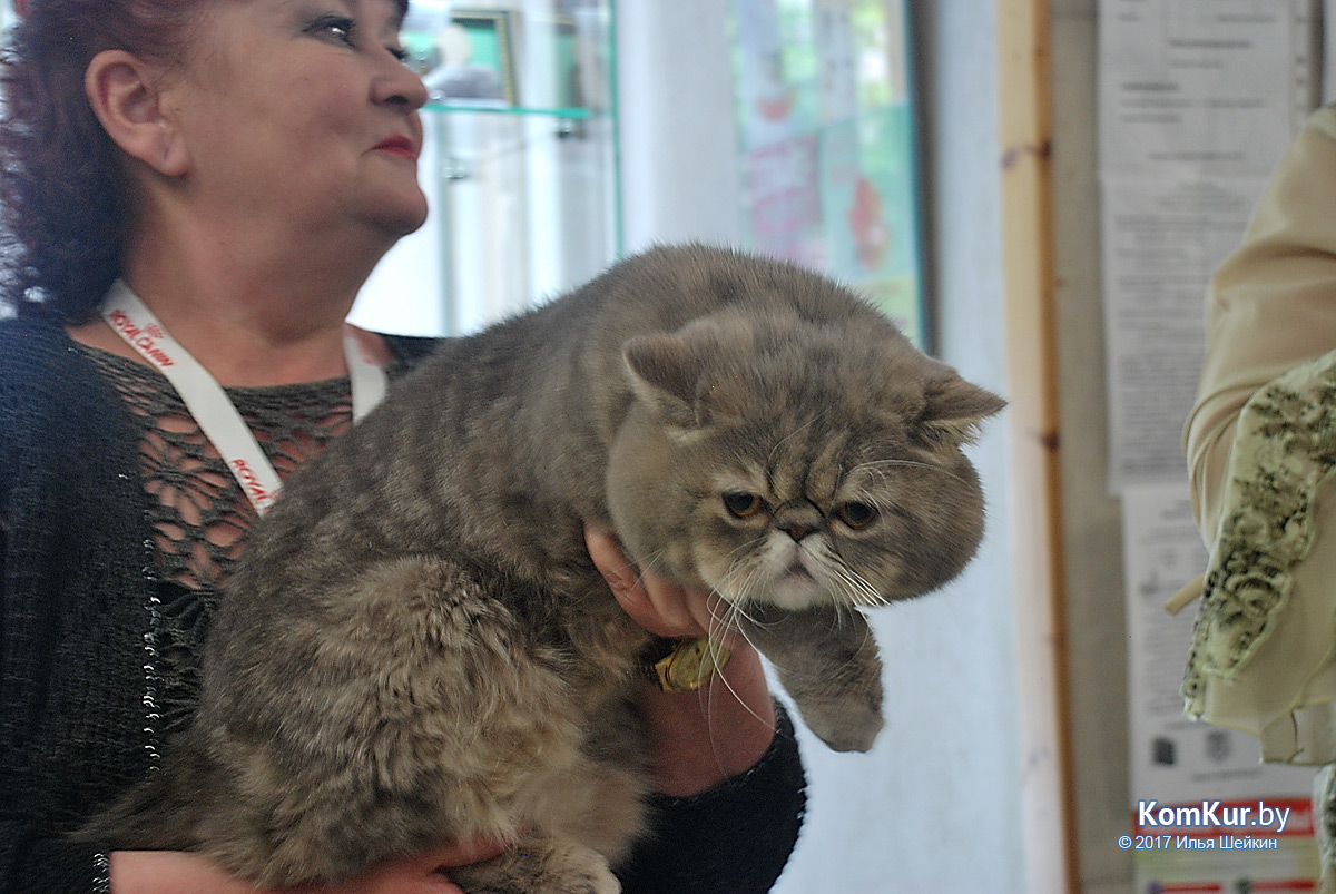 От мэйн-куна до сфинкса – в бобруйском музее