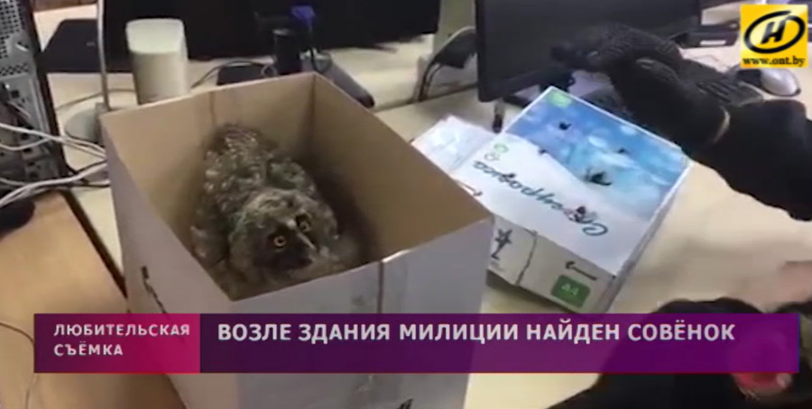 Видео. Возле здания милиции в Бобруйске нашли совенка