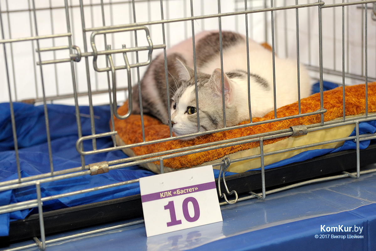 От мэйн-куна до сфинкса – в бобруйском музее