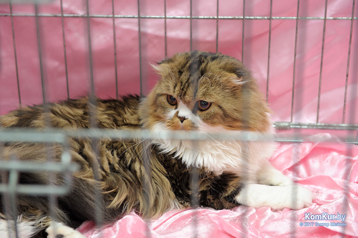 От мэйн-куна до сфинкса – в бобруйском музее