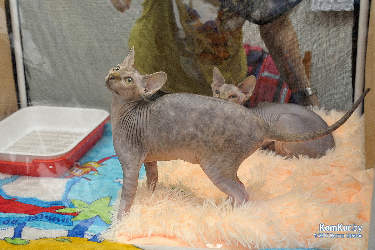 От мэйн-куна до сфинкса – в бобруйском музее