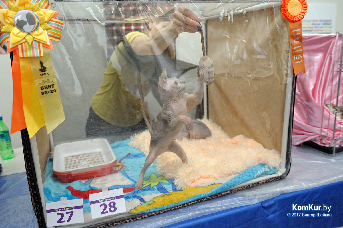 От мэйн-куна до сфинкса – в бобруйском музее