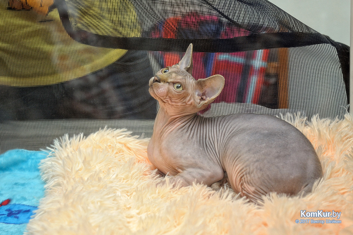 От мэйн-куна до сфинкса – в бобруйском музее