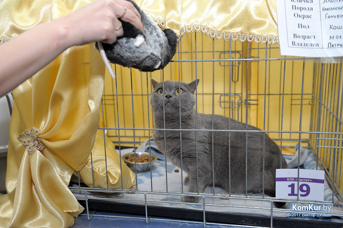 От мэйн-куна до сфинкса – в бобруйском музее