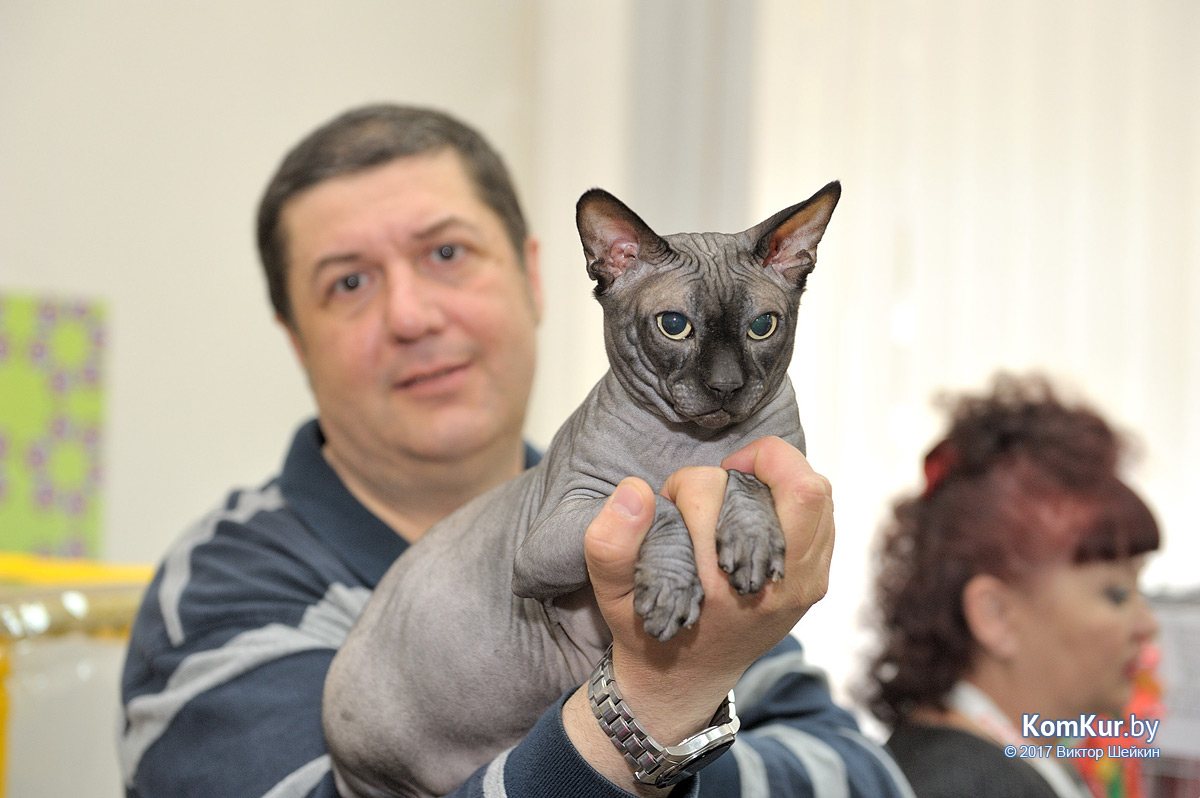 От мэйн-куна до сфинкса – в бобруйском музее